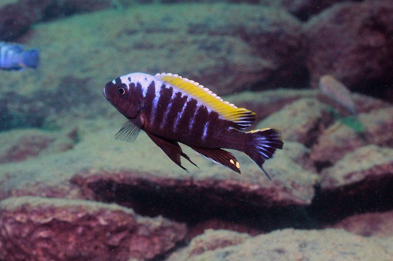 Cynotilapia aurifrons 'Nkhata Bay'